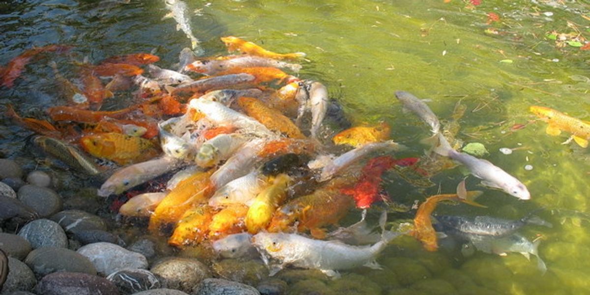 Demo post in "peces" section